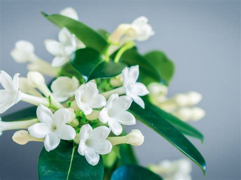 stephanotis care indoors.